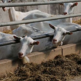 Farming_goats eating