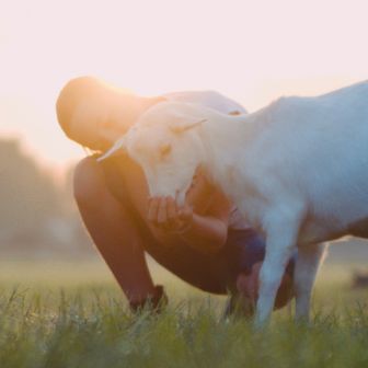 Quality_Goat eats from a hand