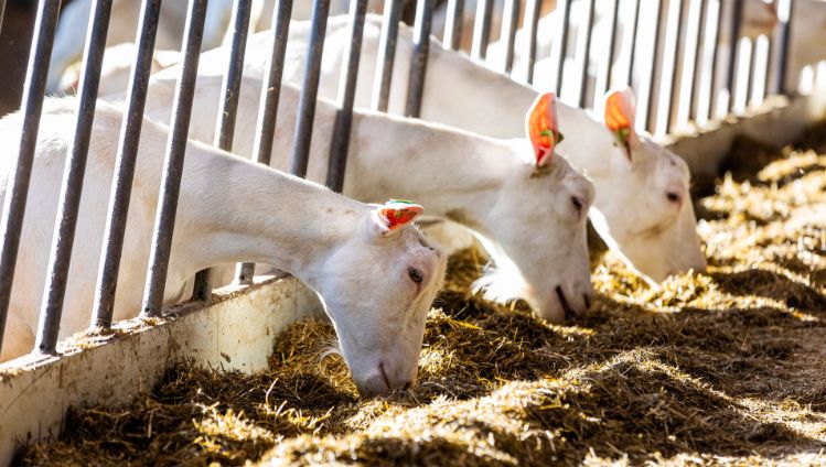 06_Goats eat hay
