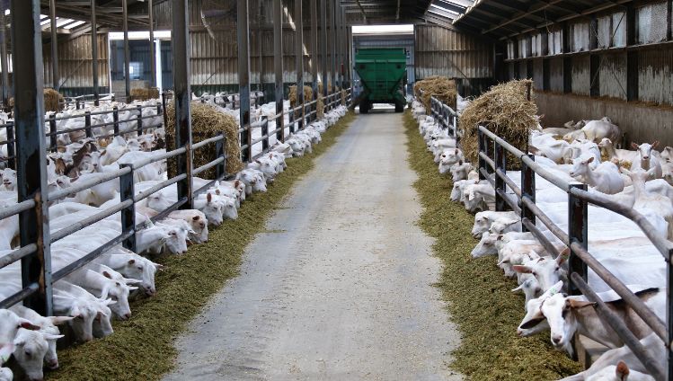 04_Goats in the stable with hay_1