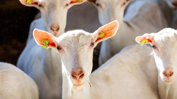 Blog-goats