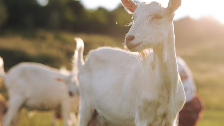 Goat home page