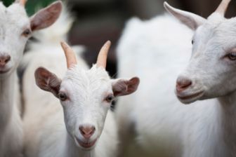 01_Bettine Geiten_stage