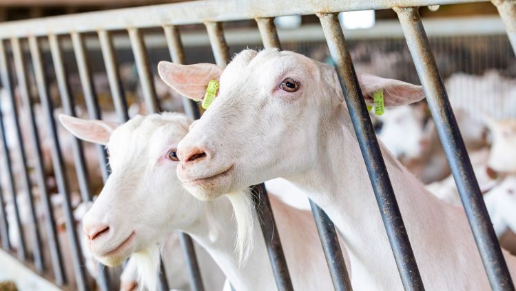 02a_Saanen Goats head through fence