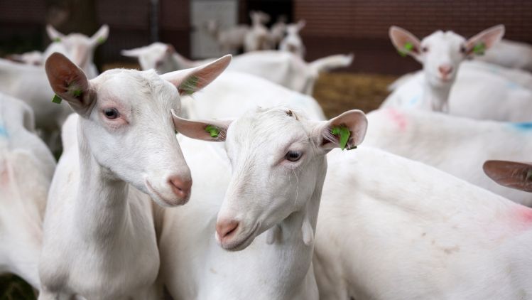 Home Page_About us_goats in farm