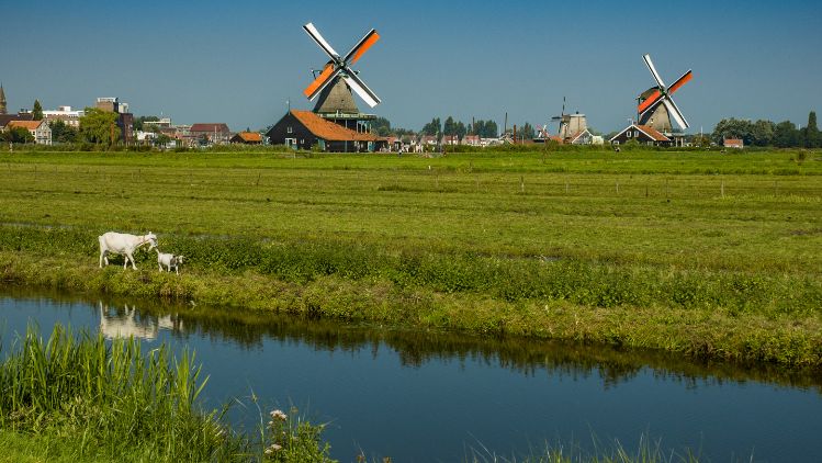 Home page_History_Dutch windmill with goats 