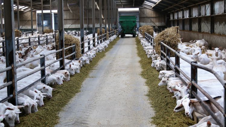 04_Goats in the stable with hay_1